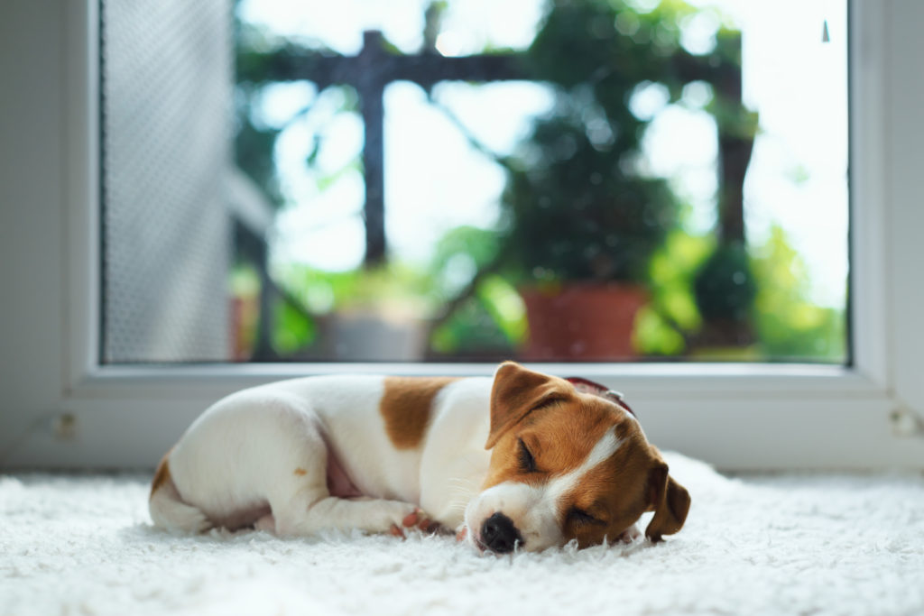 pet-friendly carpet flooring